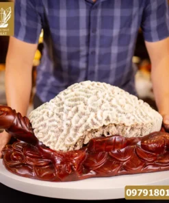 Rùa San Hô Hóa Thạch 17,6kg - M2267