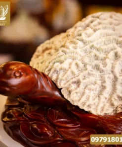 Rùa San Hô Hóa Thạch 17,6kg - M2267