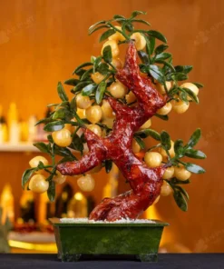 Cây Đào Đá Ngọc Hoàng Long 38 Quả 016-049DN-38