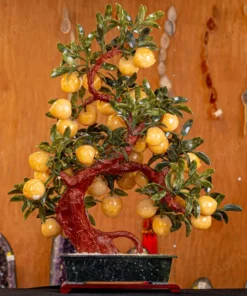 Cây Đào Đá Ngọc Hoàng Long 3A 38 Quả 016-0493A-38