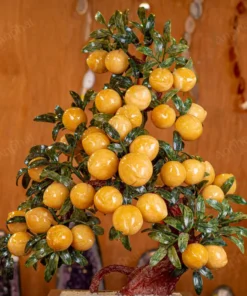 Cây Đào Đá Ngọc Hoàng Long 3A 38 Quả 016-0493A-38