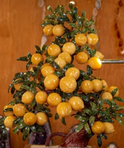 Cây Đào Đá Ngọc Hoàng Long 3A 38 Quả 016-0493A-38