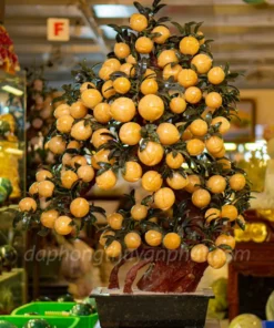 Cây Đào Đá Ngọc Hoàng Long 88 Quả - M2566