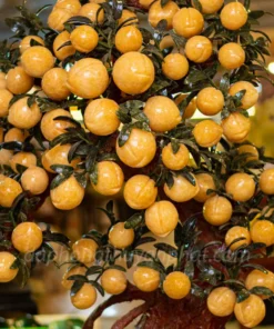 Cây Đào Đá Ngọc Hoàng Long 88 Quả - M2566