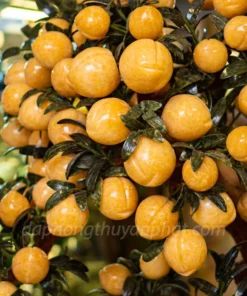 Cây Đào Đá Ngọc Hoàng Long 88 Quả - M2566