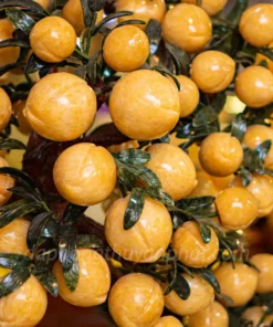 Cây Đào Đá Ngọc Hoàng Long 88 Quả - M2566