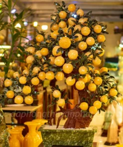 Cây Đào Đá Ngọc Hoàng Long 3A 68 Quả 016-0493A-68